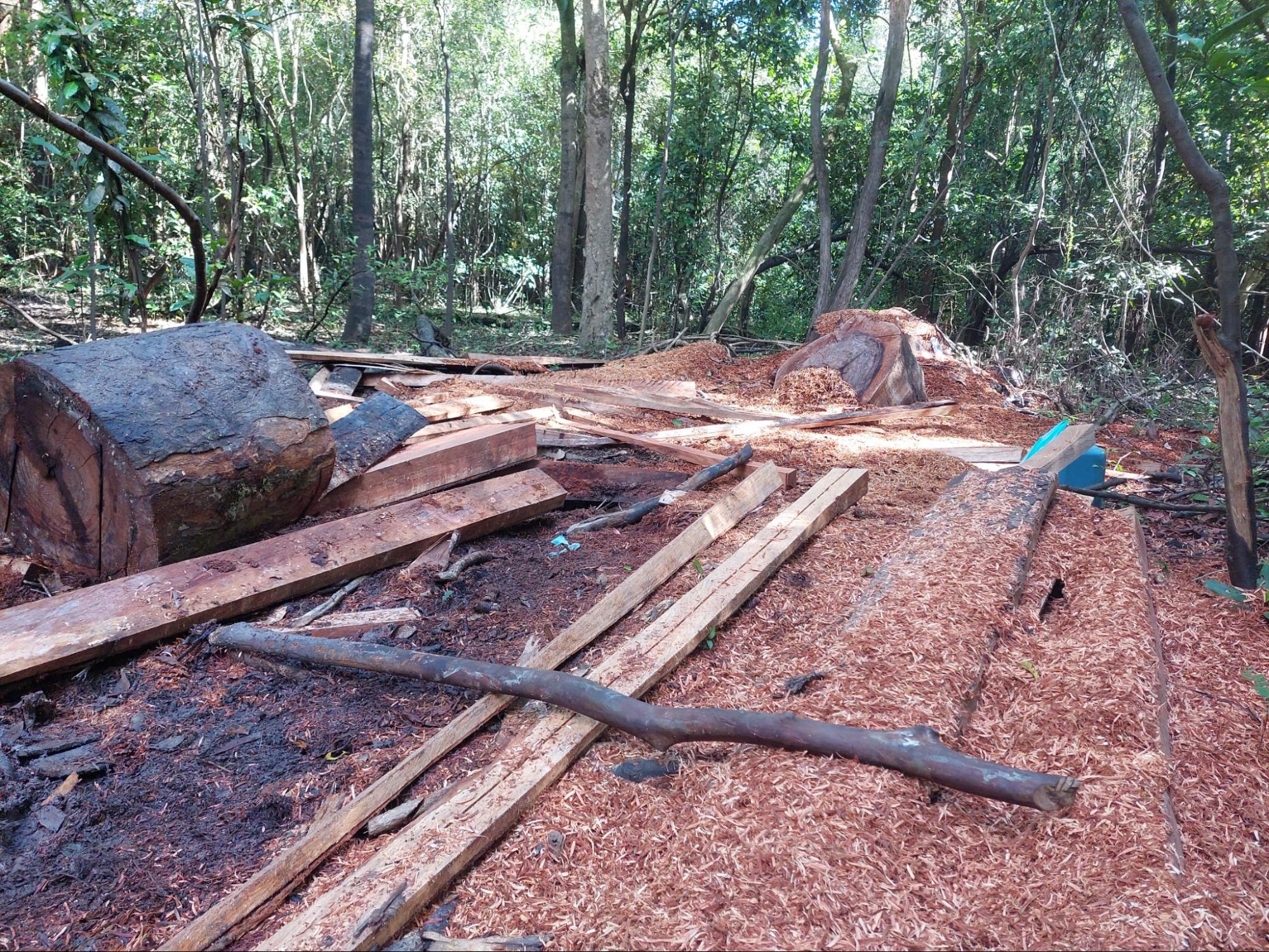 A look at our project’s recent community action for Amazon Rainforest Day