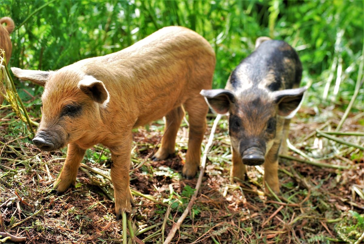 Newborn piglets will help with forest development in Scotland