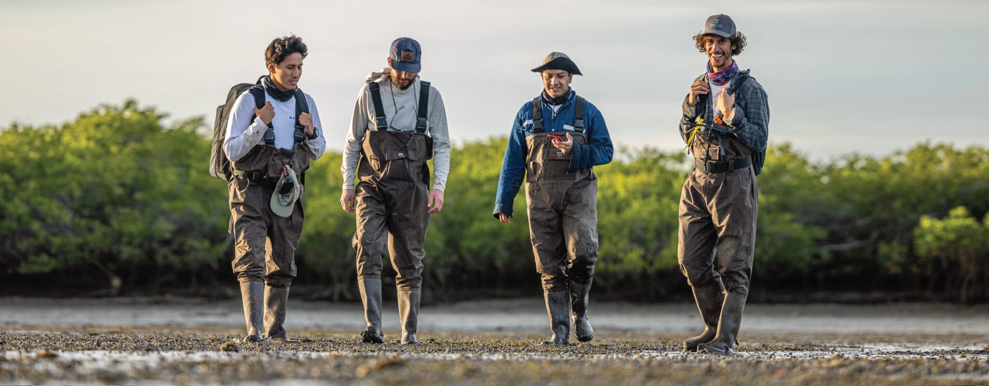 Turning over a new leaf for mangroves