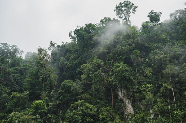 Rainforest protection triples in size with more expansion planned