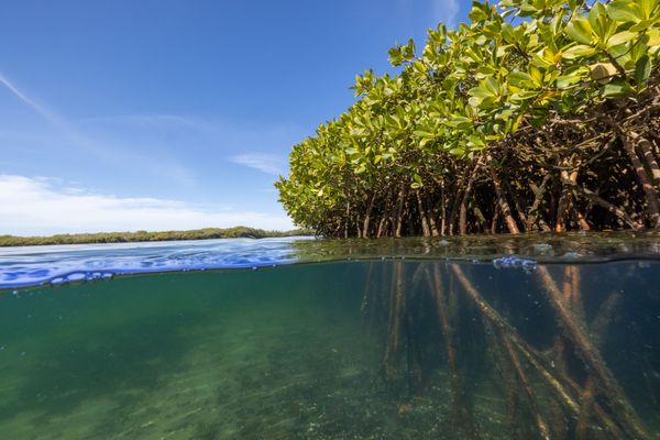 Conserving mangroves and saving turtles in Mexico