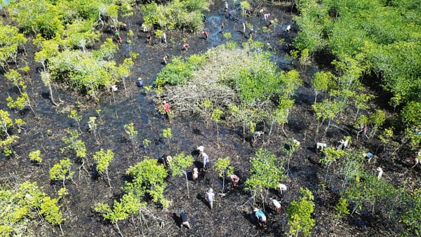 How we’re restoring and reforesting mangroves in Myanmar